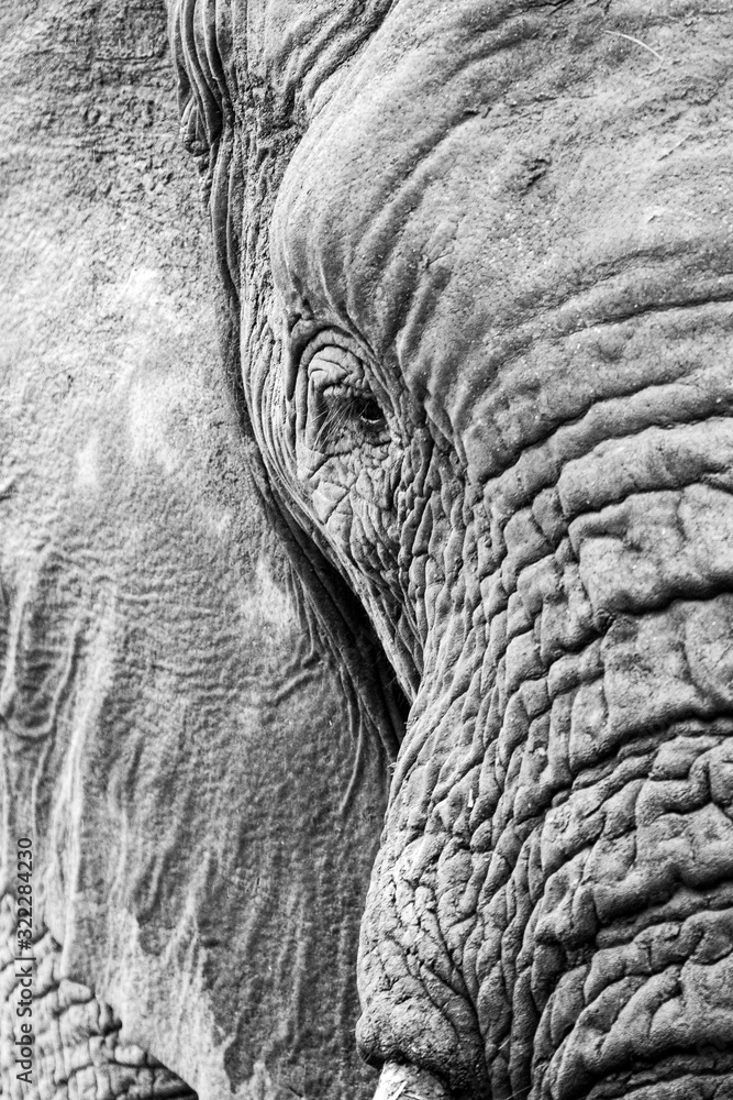 Elephant in the bushes in South Africa Elephant in the bushes in South Africa