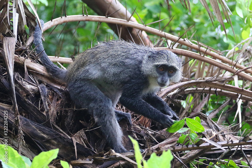 Photography Wet Blue monkey Cercopithecus mitis in Jozani rainforest