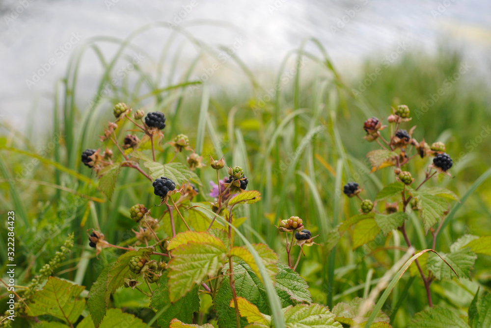 wild blackberry on grass background wild blackberry on grass background