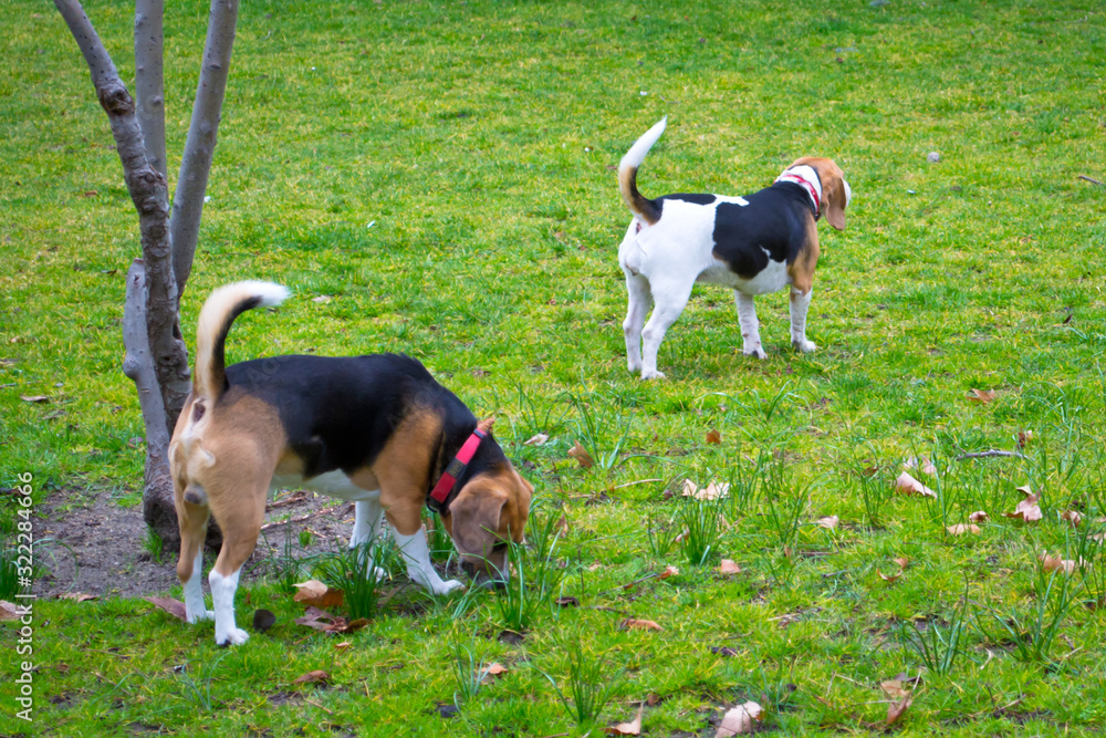 Two beagles walk on the green grass in Retiro Park, Madrid, Spain Two beagles walk on the green grass in Retiro Park, Madrid, Spain