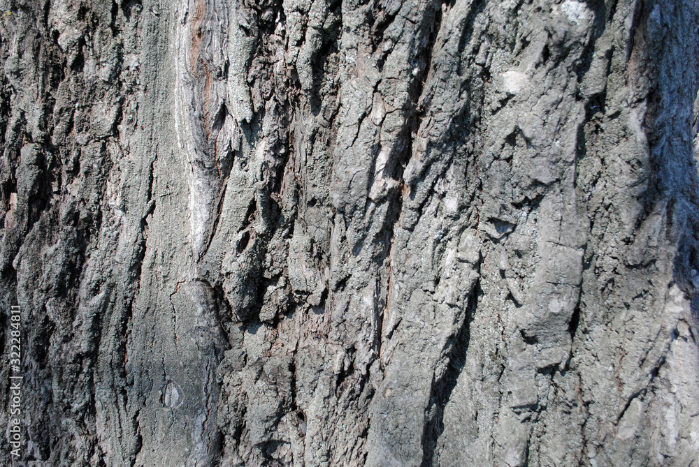 texture of the bark of a tree trunk texture of the bark of a tree trunk
