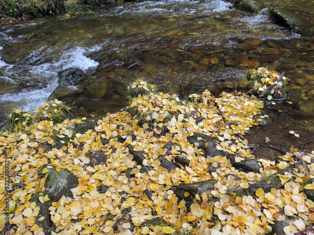 Yellow leaves fallen on the riverside Yellow leaves fallen on the riverside