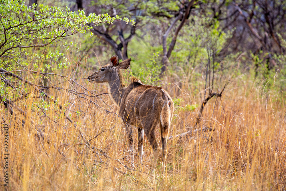 Kudu in the bushes of South Africa Kudu in the bushes of South Africa