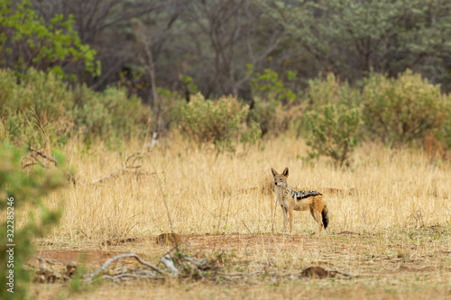 Black Backed Jackal South Africa