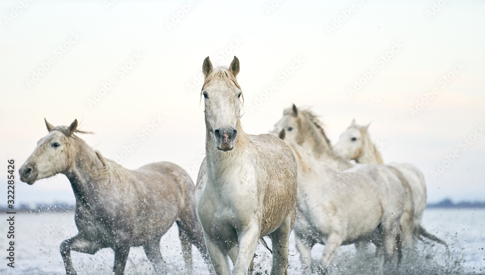 White Wild Horses. Camargue France White Wild Horses. Camargue France