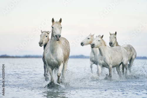 Fototapeta Naklejka Na Ścianę i Meble -   White Wild Horses. Camargue France