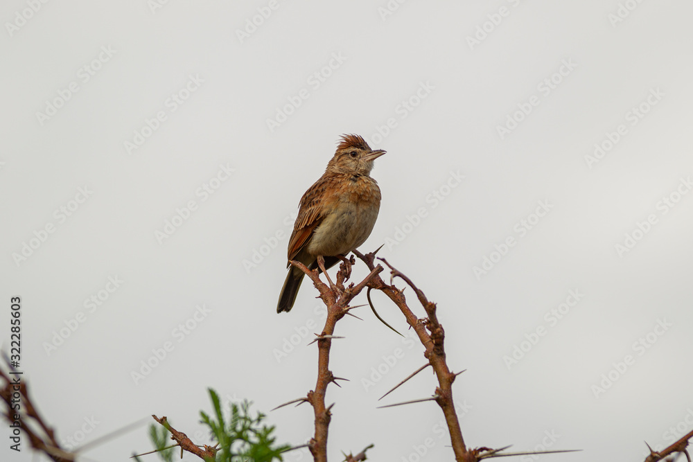 Rufous-naped lark, crested african bush bird Rufous-naped lark, crested african bush bird