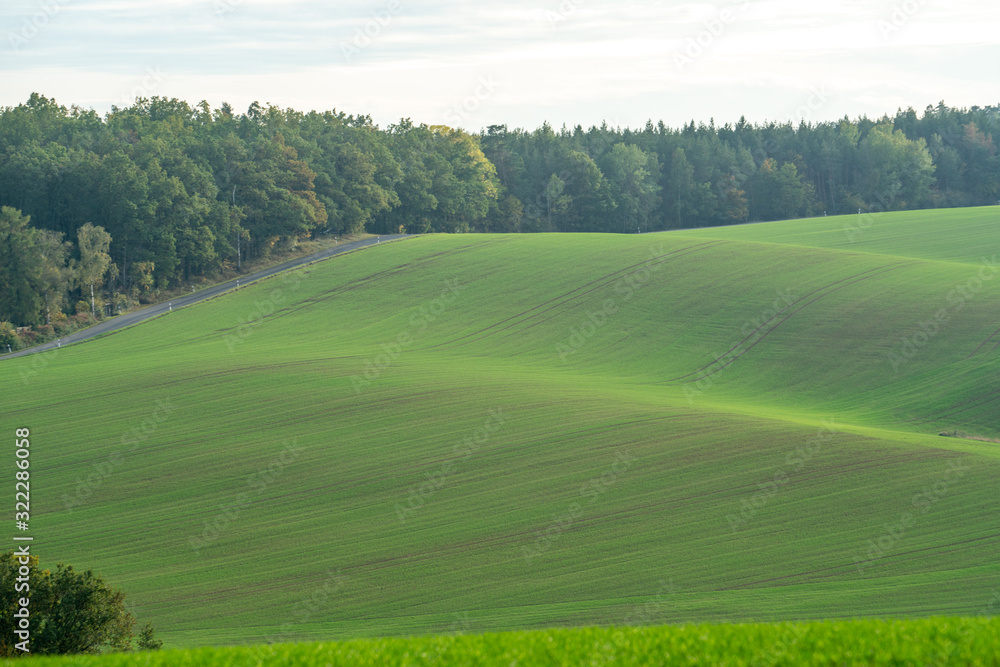 Spring agricultural field with wheat sprouts Spring agricultural field with wheat sprouts