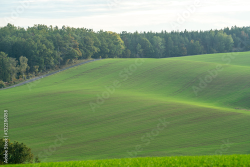 Spring agricultural field with wheat sprouts