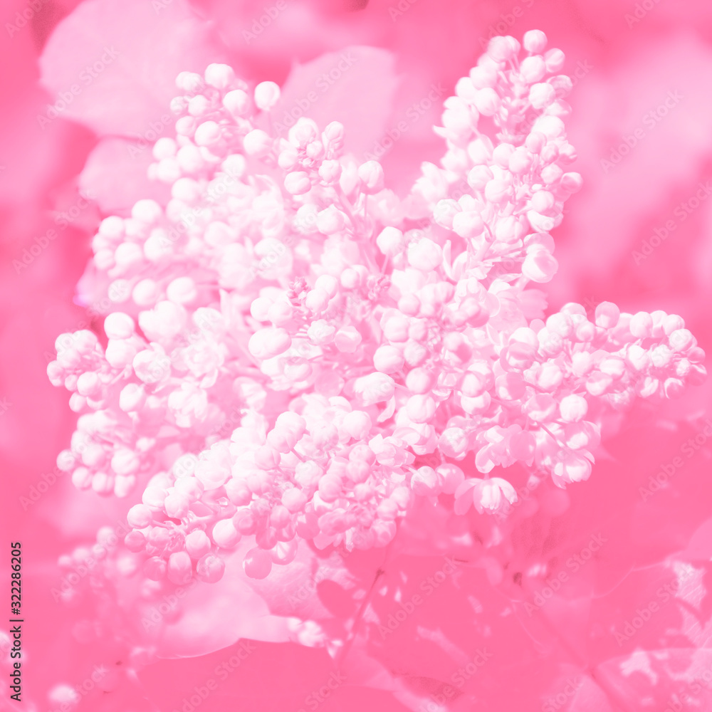 Beautiful pink color floral background. Soft focus, flowering plant closeup