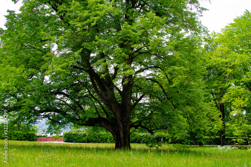 Tree on a meadow with green grass in Zamecky Park in Hluboka Castle (Hluboka nad Vltavou, Czech Republic) during spring season