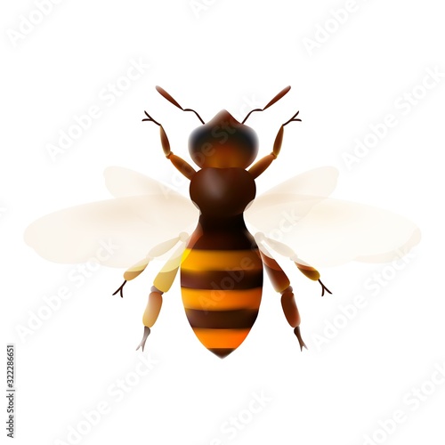 Honey bee. Striped orange bee illustration mesh. Insect