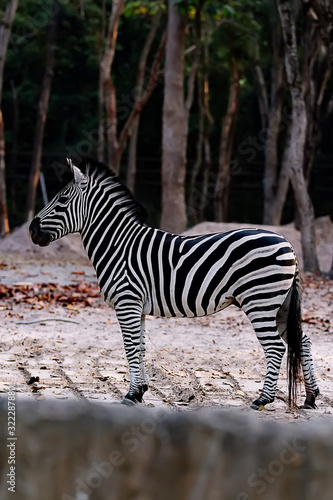 A zebra standing alone in the forest