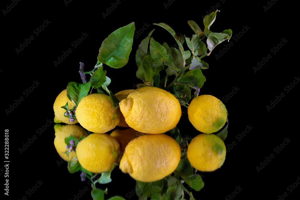 Five lemons with branches and green leaves decoratively lie on a mirror. The yellow fruits are reflected. The background is completely black.