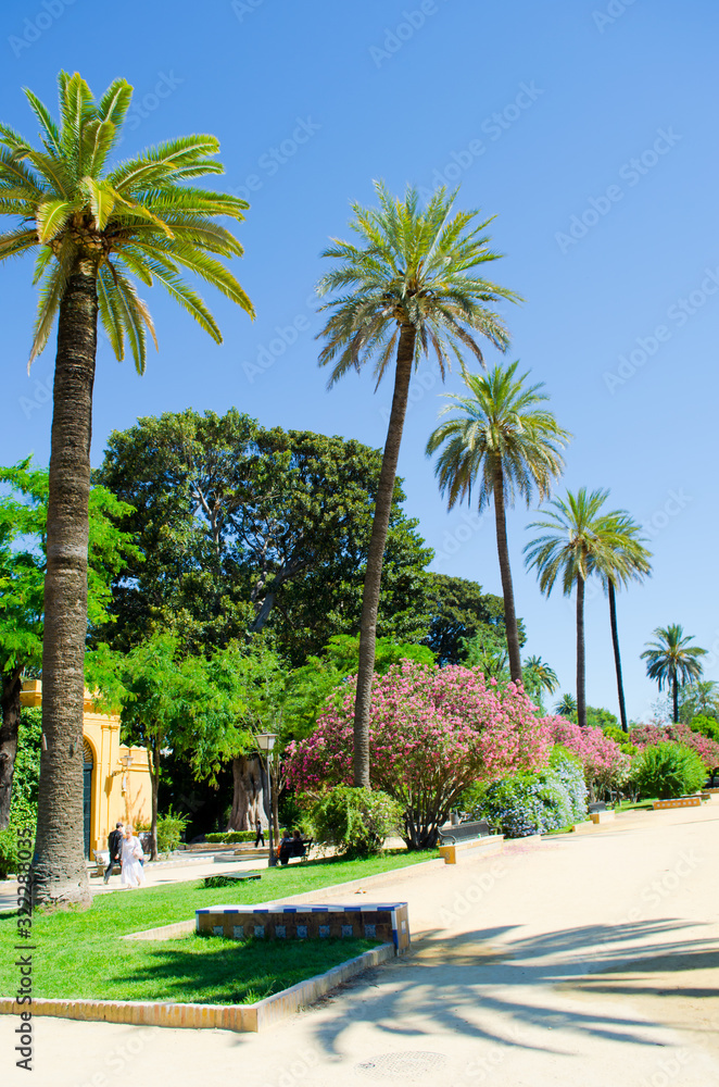Palm Alley in Seville Park, Andalusia, Spain