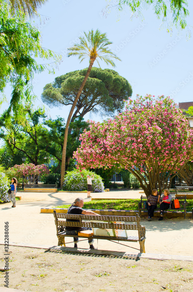 Obraz premium Blooming hibiscus in the park, Seville, Andalusia, Spain.