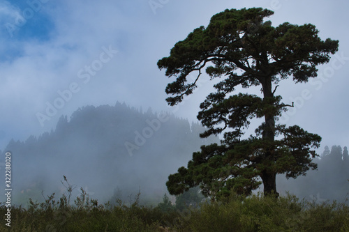 Fog and mystical weather on Tenerife