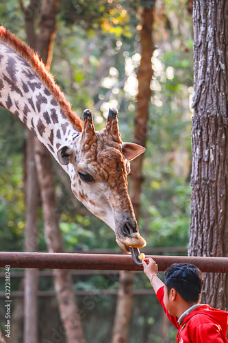 Photography Photos of giraffes in the zoo