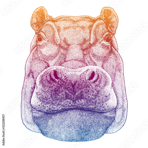 wild hippo on white background. Cartoon animal. Vector illustration for prints, poster, banners.