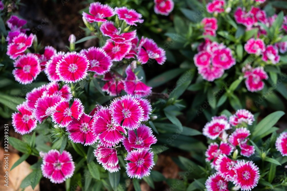 Dianthus caryophyllus, as known as the carnation or clove pink flower in the beautiful outdoor field park garden Dianthus caryophyllus, as known as the carnation or clove pink flower in the beautiful outdoor field park garden