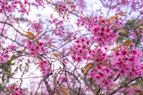 Wallpaper Mural The beautiful pink cherry blossom flower on the tree in winter season, Chiang Mai, Thailand Torontodigital.ca