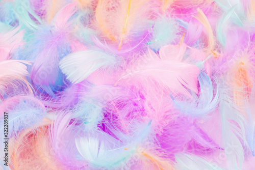 Colorful feather background © Nikolay