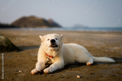 Thai dog puppy on the beach