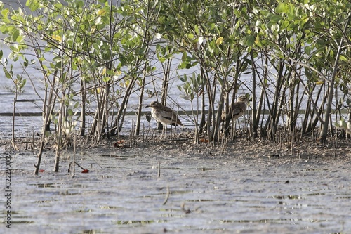 Senegal thick knee  Burhinus senegalensis  on a mudflat of a mangrove forest