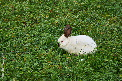 Decorative breed of rabbits. Californian rabbit with red eyes sits on green grass © Maksim Shchur