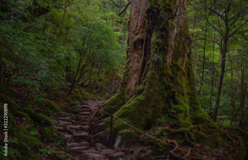 屋久島の屋久杉　苔むす七本杉