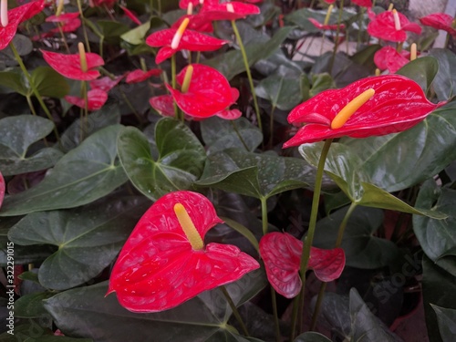 Bright red Anthurium flowers and leaves