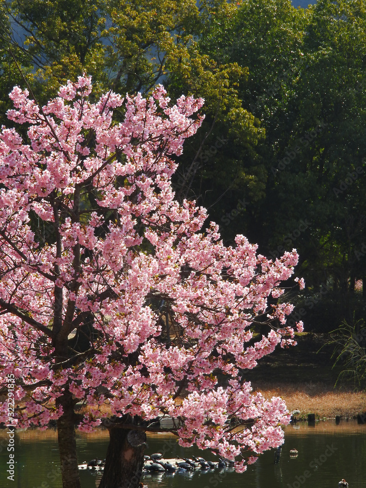 湖畔の河津桜
