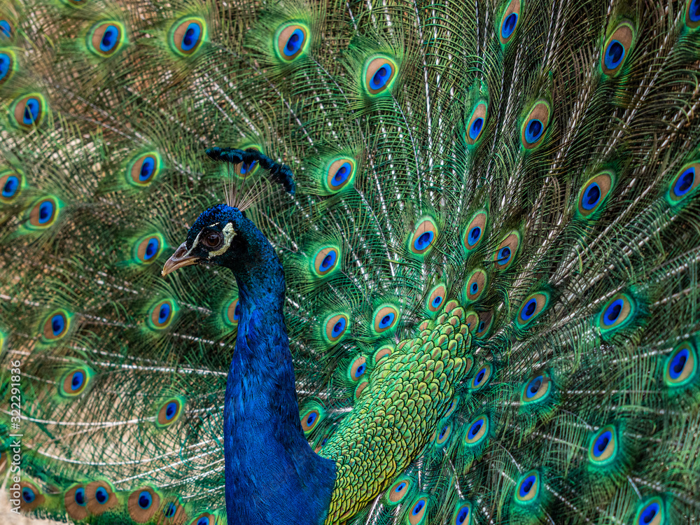 Obraz premium Indian Peacock, Pavo cristatus, displaying its colorful feathers