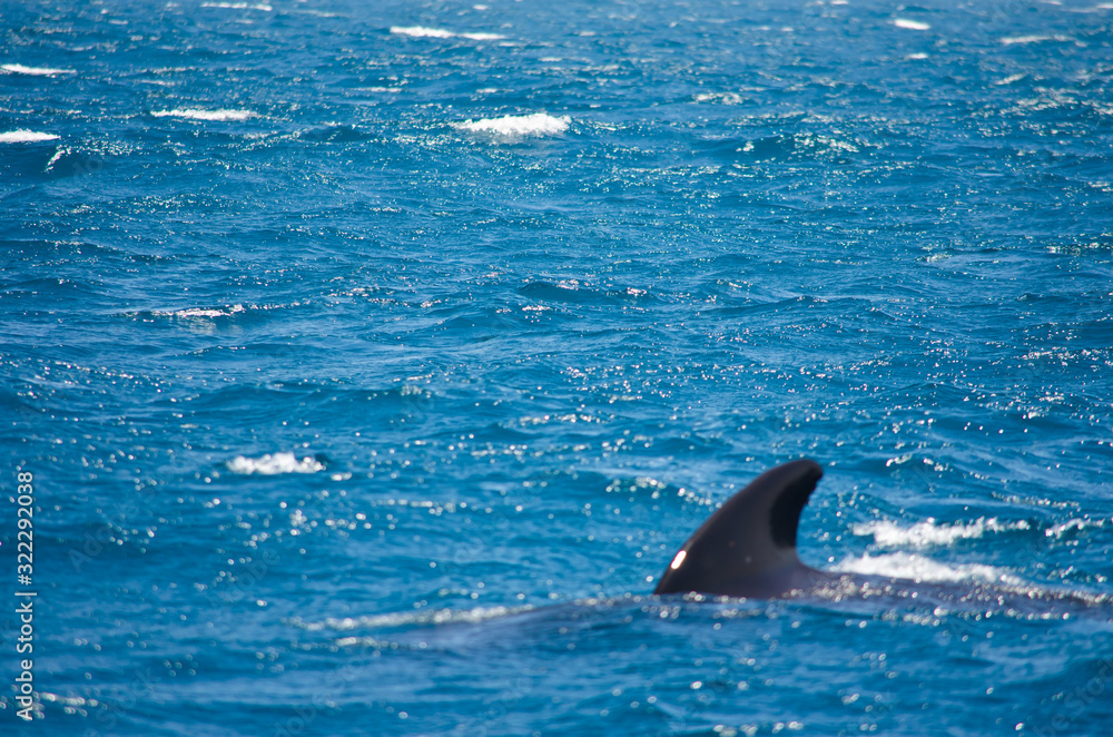 Fototapeta premium Pilot whale near Tarifa, Spain. Atlantic Ocean, Strait of Gibraltar.