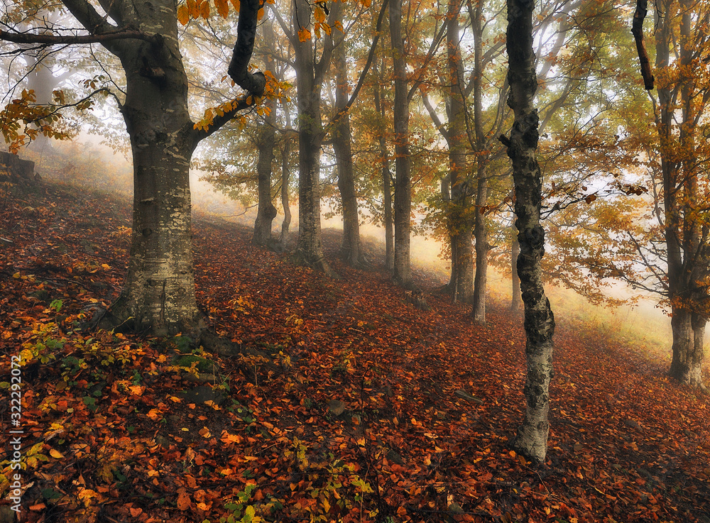 autumn forest. picturesque Carpathian forest