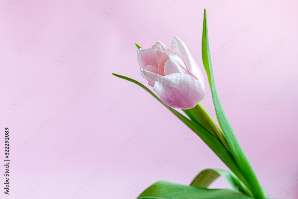 Bouquet of pink tulips for the holidays. Women's Day, Valentine's Day, name day. On a pink background. Bouquet of pink tulips for the holidays. Women's Day, Valentine's Day, name day. On a pink background.