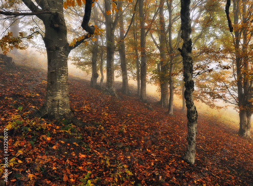 autumn forest. picturesque Carpathian forest