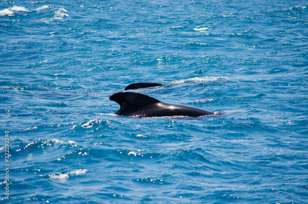 Obraz premium Pilot whale near Tarifa, Spain. Atlantic Ocean, Strait of Gibraltar.