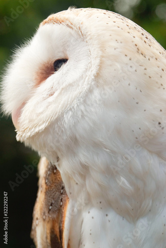 Common Barn Owl White owl stands facing side on to camera