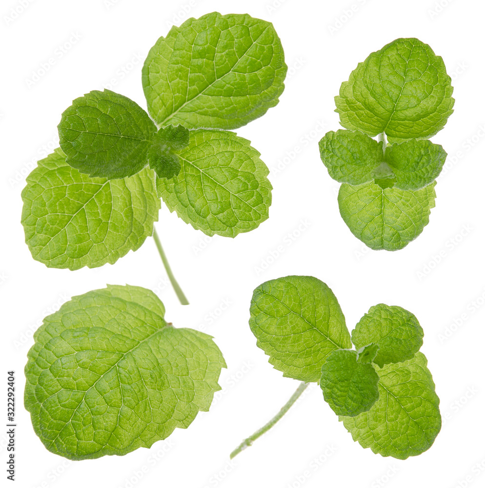Mint fresh green leaf set isolated on white background Mint fresh green leaf set isolated on white background