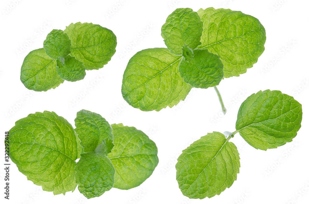 Mint fresh green leaf branches set isolated on white background Mint fresh green leaf branches set isolated on white background