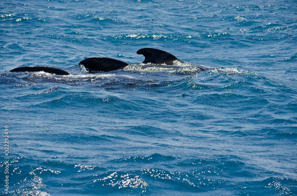 Obraz premium Pilot whale near Tarifa, Spain. Atlantic Ocean, Strait of Gibraltar.