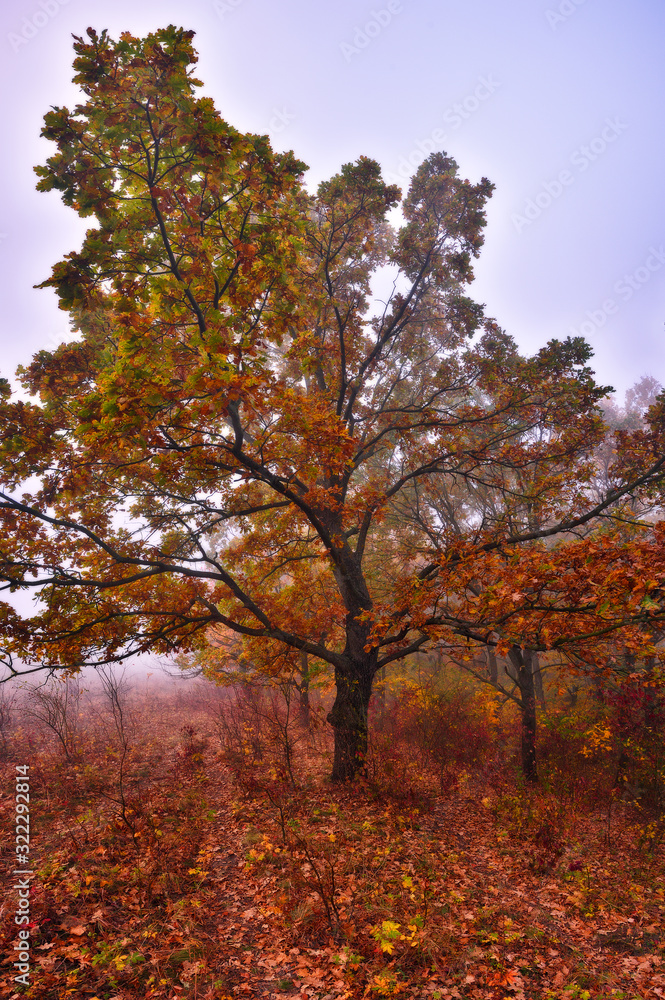 autumn forest. picturesque Carpathian forest