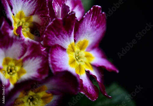 Beautiful primrose flowers with dark background 