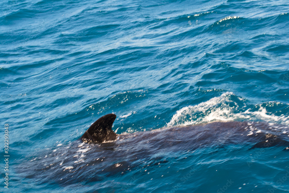 Obraz premium Pilot whale near Tarifa, Spain. Atlantic Ocean, Strait of Gibraltar.