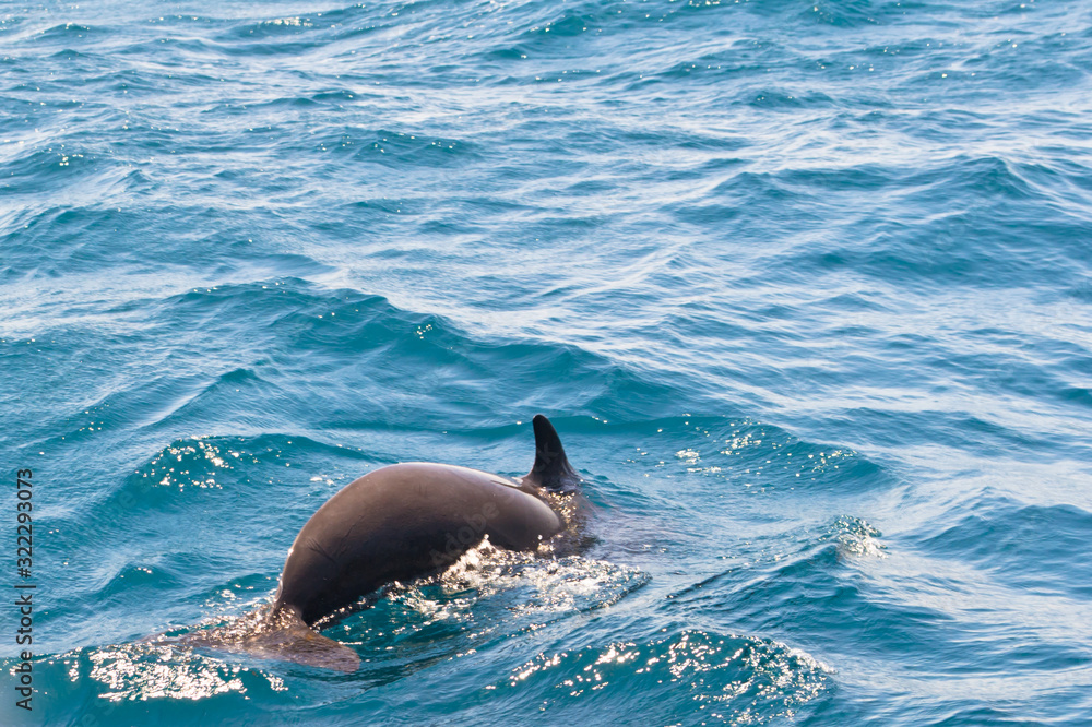 Obraz premium Pilot whale near Tarifa, Spain. Atlantic Ocean, Strait of Gibraltar.