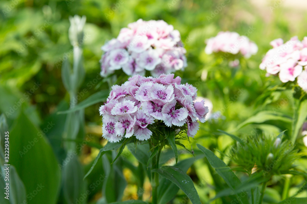 Lilac garden carnation blooms in a summer park Lilac garden carnation blooms in a summer park