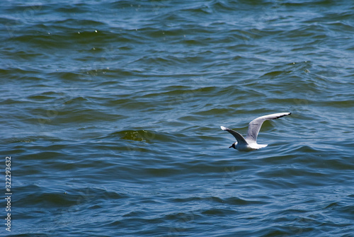 Morze, ptak na tle wody morskiej © Izabela