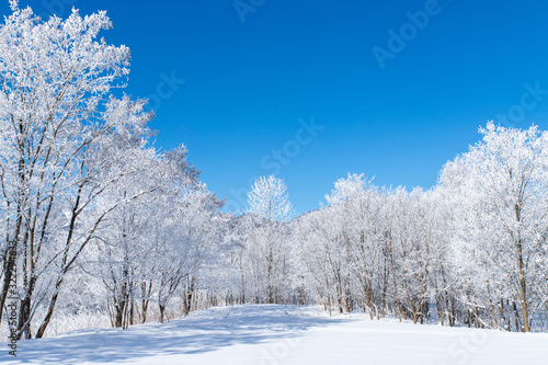 北海道の冬の風景　富良野の樹氷