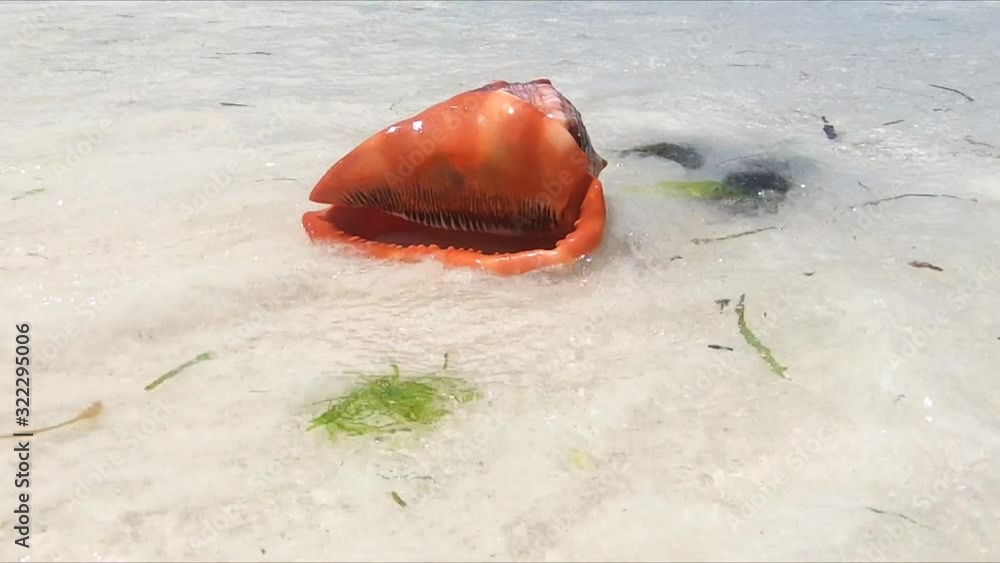 Beautiful seashell on the shore of the Indian Ocean. Beautiful seashell on the shore of the Indian Ocean.